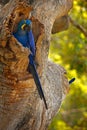 Hyacinth Macaw, Anodorhynchus hyacinthinus, blue parrot. Portrait big blue parrot, Pantanal, Brazil, South America. Beautiful rare Royalty Free Stock Photo