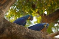 Hyacinth Macaw, Anodorhynchus hyacinthinus, blue parrot. Portrait two big blue parrot, Brazil, South America. Beautiful rare bird Royalty Free Stock Photo