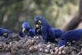 Hyacinth macaw, Anodorhynchus hyacinthinus,