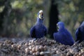 Hyacinth macaw, Anodorhynchus hyacinthinus,