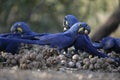 Hyacinth macaw, Anodorhynchus hyacinthinus,