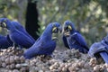 Hyacinth macaw, Anodorhynchus hyacinthinus,