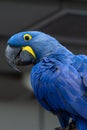 The hyacinth macaw Anodorhynchus hyacinthinus, or hyacinthine macaw or blue macaw perched on a branch in South America