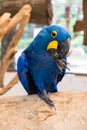 Hyacinth macaw (Anodorhynchus Hyacinthinus) or Hyacinthine macaw Royalty Free Stock Photo