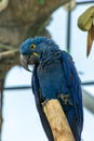 The hyacinth macaw Anodorhynchus hyacinthinus, or hyacinthine macaw or blue macaw perched on a branch in South America