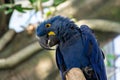 The hyacinth macaw Anodorhynchus hyacinthinus, or hyacinthine macaw or blue macaw perched on a branch in South America Royalty Free Stock Photo