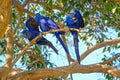 Hyacinth Macaw, Anodorhynchus Hyacinthinus, or Hyacinthine Macaw, Pantanal, Mato Grosso do Sul, Brazil Royalty Free Stock Photo