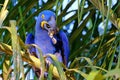 Hyacinth Macaw, Anodorhynchus Hyacinthinus, or Hyacinthine Macaw, Pantanal, Mato Grosso do Sul, Brazil Royalty Free Stock Photo