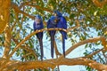 Hyacinth Macaw, Anodorhynchus Hyacinthinus, or Hyacinthine Macaw, Pantanal, Mato Grosso do Sul, Brazil Royalty Free Stock Photo