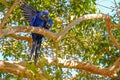 Hyacinth Macaw, Anodorhynchus Hyacinthinus, or Hyacinthine Macaw, Pantanal, Mato Grosso do Sul, Brazil Royalty Free Stock Photo