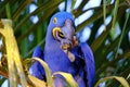 Hyacinth Macaw, Anodorhynchus Hyacinthinus, or Hyacinthine Macaw, Pantanal, Mato Grosso do Sul, Brazil Royalty Free Stock Photo