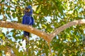 Hyacinth Macaw, Anodorhynchus Hyacinthinus, or Hyacinthine Macaw, Pantanal, Mato Grosso do Sul, Brazil Royalty Free Stock Photo