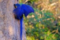 Hyacinth Macaw, Anodorhynchus Hyacinthinus, or Hyacinthine Macaw, Pantanal, Mato Grosso do Sul, Brazil Royalty Free Stock Photo