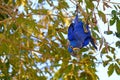 Hyacinth Macaw, Anodorhynchus Hyacinthinus, or Hyacinthine Macaw, Pantanal, Mato Grosso do Sul, Brazil Royalty Free Stock Photo