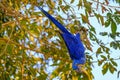 Hyacinth Macaw, Anodorhynchus Hyacinthinus, or Hyacinthine Macaw, Pantanal, Mato Grosso do Sul, Brazil Royalty Free Stock Photo