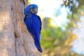 Hyacinth Macaw, Anodorhynchus Hyacinthinus, or Hyacinthine Macaw, Pantanal, Mato Grosso do Sul, Brazil Royalty Free Stock Photo