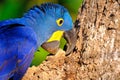 Hyacinth Macaw, Anodorhynchus Hyacinthinus, or Hyacinthine Macaw, Pantanal, Mato Grosso do Sul, Brazil Royalty Free Stock Photo