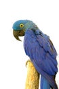 The hyacinth macaw Anodorhynchus hyacinthinus, or hyacinthine macaw sitting on a branch. Isolated macaw hyacinth on white Royalty Free Stock Photo