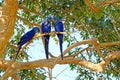 Hyacinth Macaw, Anodorhynchus Hyacinthinus, or Hyacinthine Macaw, Pantanal, Mato Grosso do Sul, Brazil