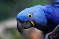 The hyacinth macaw Anodorhynchus hyacinthinus, or hyacinthine macaw sitting on a branch.Big blue parrot portrait Royalty Free Stock Photo