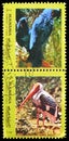 Hyacinth Macaw (Anodorhynchus hyacinthinus) and Painted Stork (Mycteria leucocephala), Birds, yellow frame