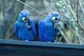 The hyacinth macaw (Anodorhynchus hyacinthinus), parrots Royalty Free Stock Photo