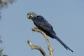 Hyacinth macaw, Anodorhynchus hyacinthinus