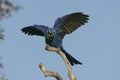 Hyacinth macaw, Anodorhynchus hyacinthinus