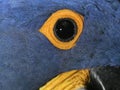 Hyacinth macaw, Anodorhynchus hyacinthinus,