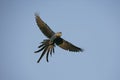 Hyacinth macaw, Anodorhynchus hyacinthinus