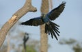 Hyacinth macaw, Anodorhynchus hyacinthinus