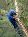 one Hyacinth Macaw, Anodorhynchus hyacinthinus, sits on a tree and nibbles on a dry branch Royalty Free Stock Photo