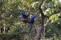 Hyacinth macaw, Anodorhynchus hyacinthinus,