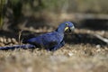 Hyacinth macaw, Anodorhynchus hyacinthinus,