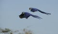 Hyacinth macaw, Anodorhynchus hyacinthinus