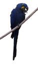 Hyacinth macaw Royalty Free Stock Photo