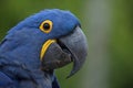 Hyacinth macaw Anodorhynchus hyacinthinus. Royalty Free Stock Photo