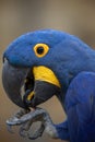 Hyacinth macaw Anodorhynchus hyacinthinus.