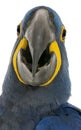 Hyacinth Macaw, Anodorhynchus hyacinthinus, 30 years old