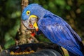 Hyacinth macaw, blue arara eating in Pantanal, Brazil
