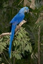 Hyacinth macaw blue bird full length south america Royalty Free Stock Photo