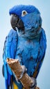 Blue and Yellow Parrot Sitting on Tree Branch Royalty Free Stock Photo