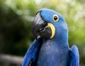 Hyacinth Macaw Royalty Free Stock Photo