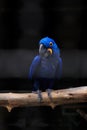 Hyacinth macaw close up