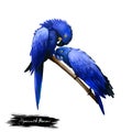 Hyacinth Macaw digital art illustration isolated on white background. Two birds sitting on branch, hyacinthine parrots with Royalty Free Stock Photo