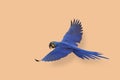 Hyacinth macaw flying isolated on orange background. Royalty Free Stock Photo