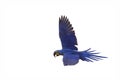 Hyacinth macaw flying isolated on a white background.