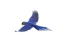 Hyacinth macaw flying isolated on a white background.