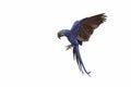 Hyacinth macaw flying isolated on a white background.