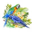 Hyacinth macaw and green harlequin parrot sitting on a branch in tropical leaves Royalty Free Stock Photo